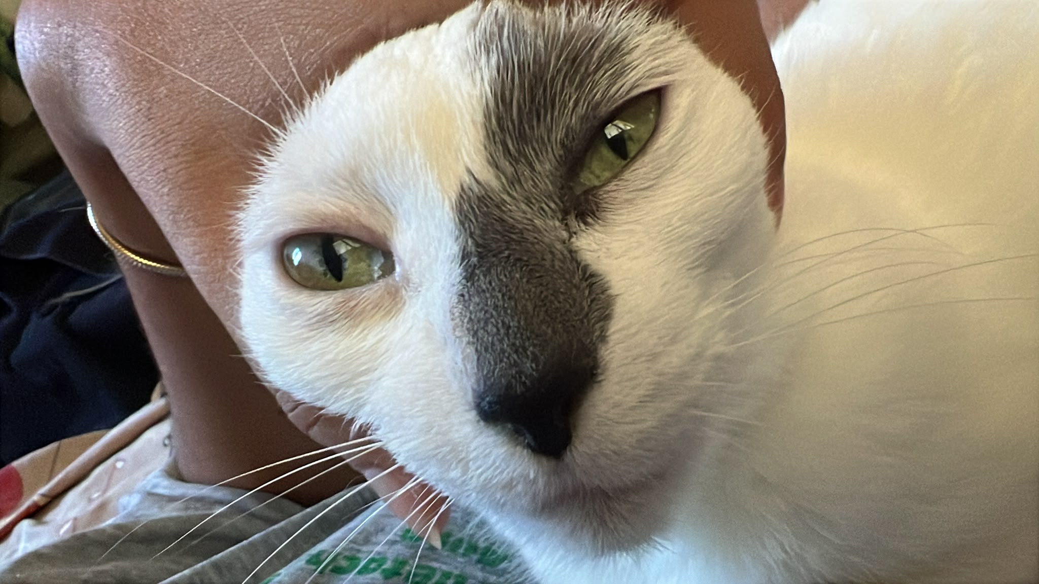 Photo volée du chat de l'équipe